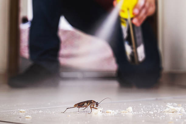 Best Local Pest Control Services  in Stanton, CA